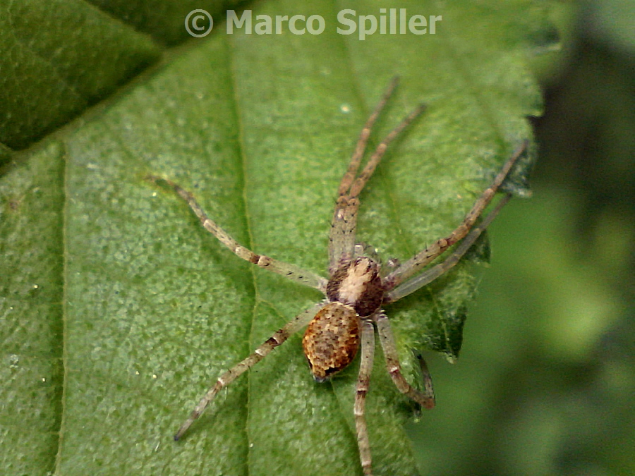 Philodromus sp. - Milano (MI)